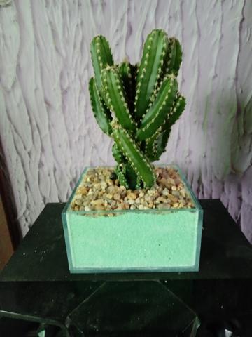 Terrario de cacto