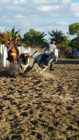 Vendo cavalo meio sangue - Foto 2