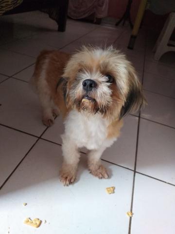 Vende-se cachorro shih tzu