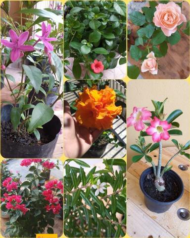 Plantas ornamentais e rosas do deserto