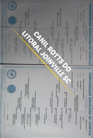 Netos do alemão campeão karlo vom bruchgraben - Foto 5