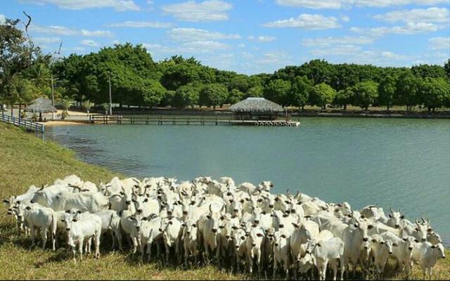 Somos especialistas em compra e venda de fazenda fale conosco * - Foto 3