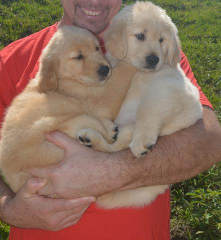 Filhotes de Golden Retriever com pedigree, linhagem de campeões - Foto 6
