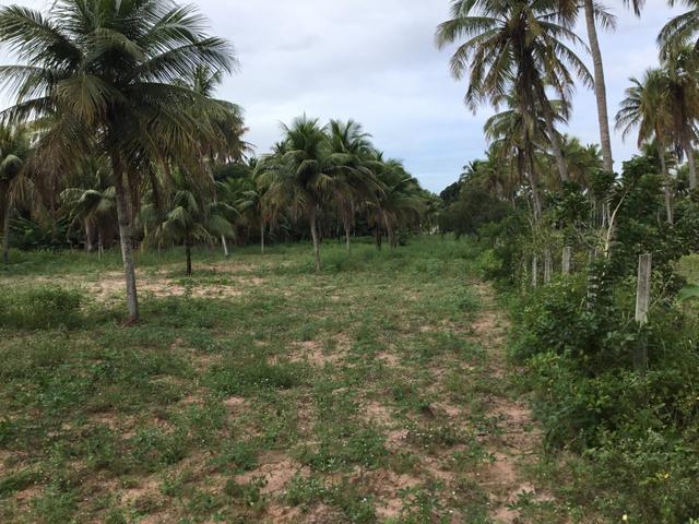Sol 22 - Excelente Granja sendo 6385m² no Centro - São José de Mipibu - RN - Foto 11