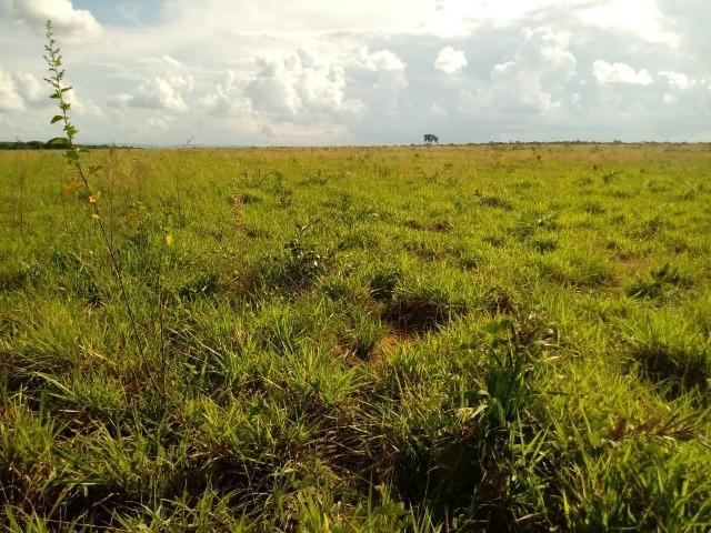 Fazenda no Mato Grosso em Rosário Oeste com 784 Hectares - Foto 13