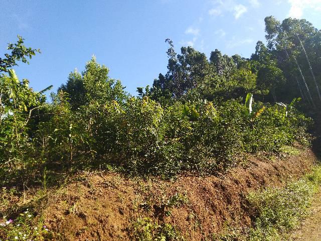 Sítio nas montanhas - Foto 4