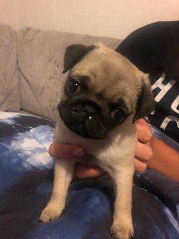Pug machos e femeas, abricots e pretos/a pronta entrega.