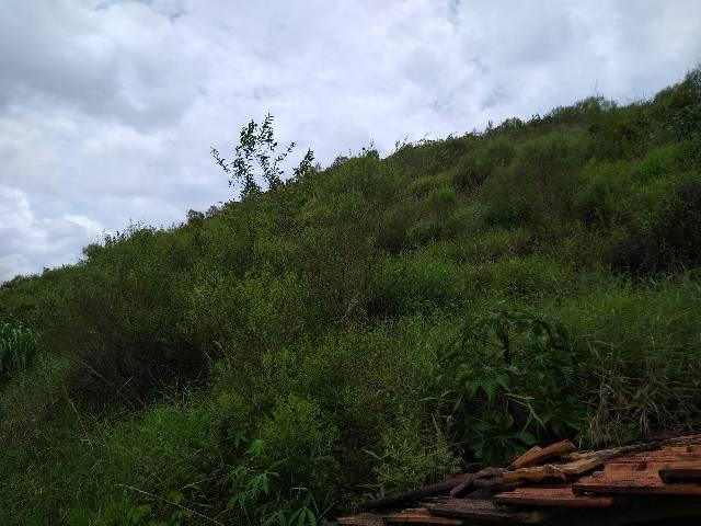Sítio Viana meia legue 5 alqueires - Foto 10
