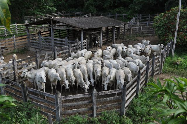 Vendo Fazenda com 1.110 alqueires Localizada em Teófilo Otoni-Mg - Foto 4