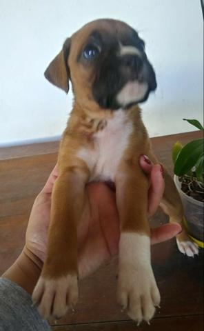 Lindos Filhotes Boxer
