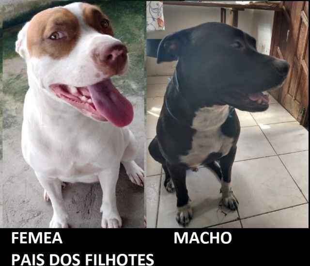 Apbt Moderno, Leiam a descrição - Foto 4