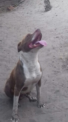 Filhotes de pitbull pra troca em smart e celulares - Foto 4