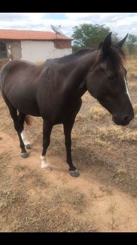 Poutrinha Negra a venda 