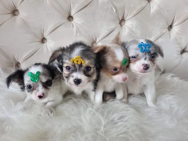 Chihuhua machinho mini - Cachorros e acessórios - Jardim Petrópolis,  Campinas 1260340281