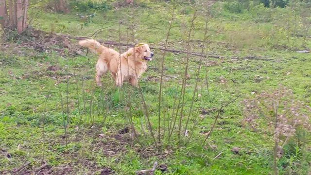 Belíssimos filhotes Golden Retriever 