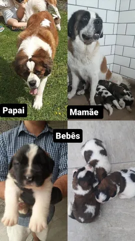 Fato de cão de São Bernardo para criança - Venca - MKP000021287