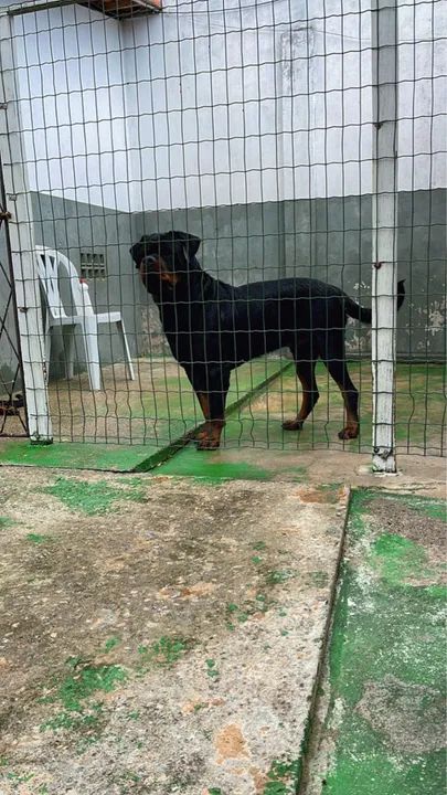 Rottweiler com pedigree  - Foto 2