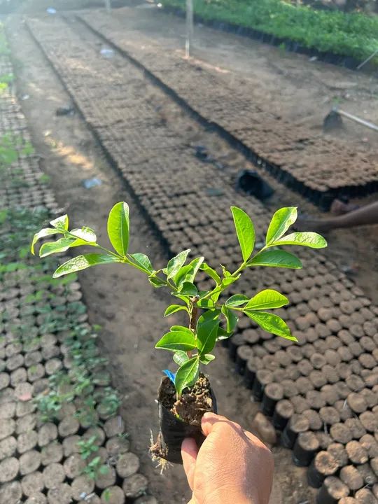 Mudas de acerola junco 