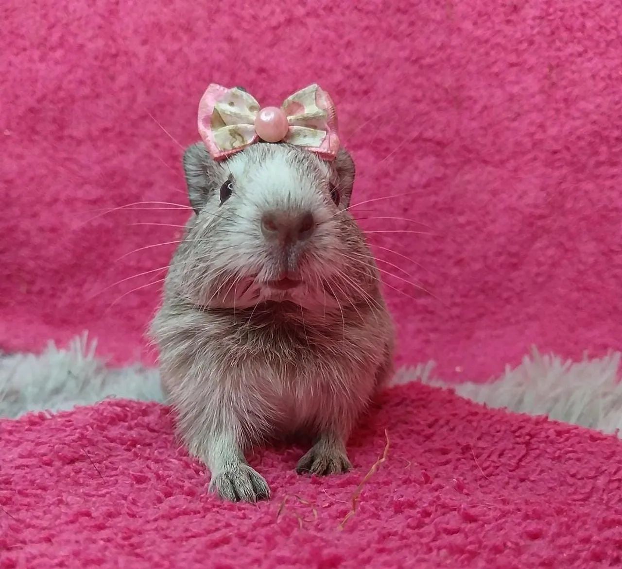 Fofa porquinha  - Foto 2