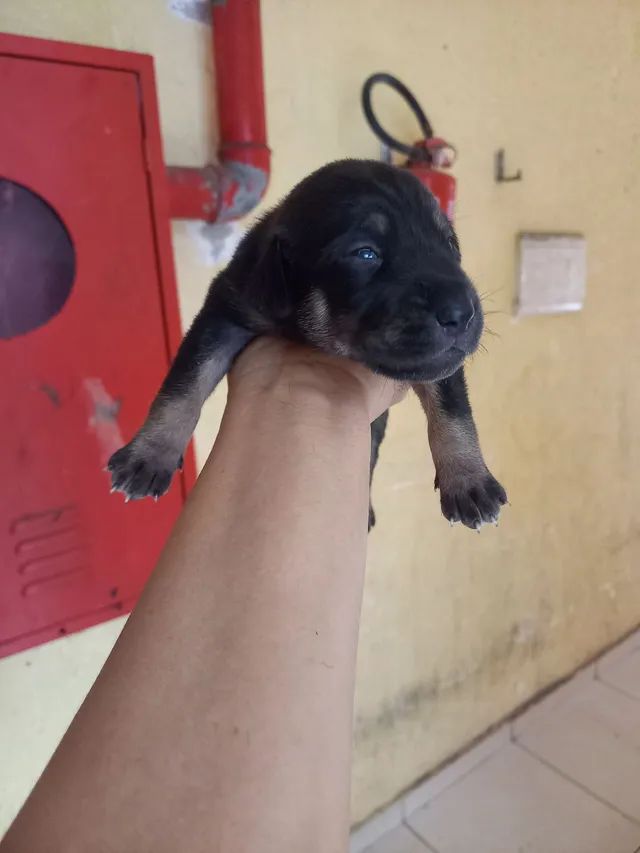 Adoção de Cachorro Buritizal/SP, Sem nome(s), Filhote