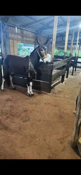 Burro castrado em ponto de doma 3 anos  - Foto 2