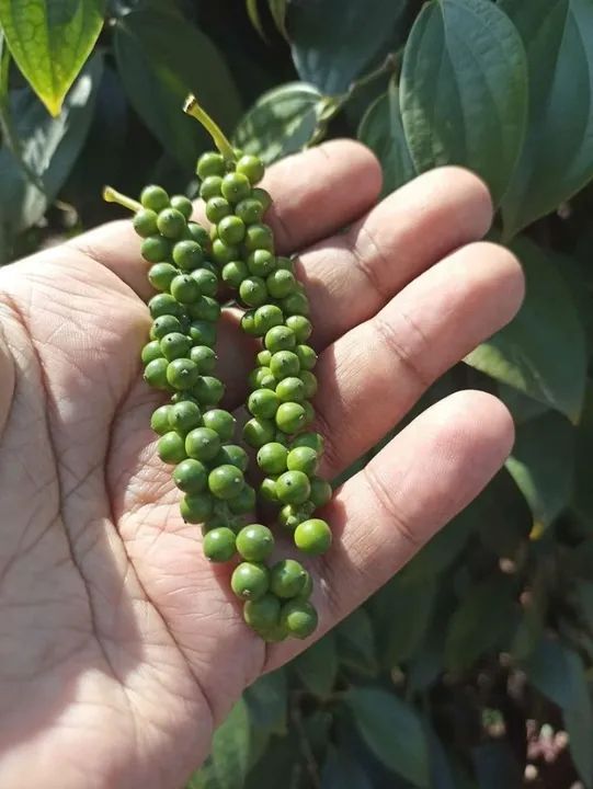 1Kg PIMENTA DO REINO ORGÂNICA EM GRÃOS (Produção Própria) - Foto 2