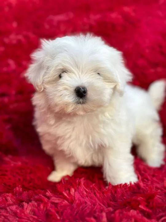 Maltês. Lindo machinho disponível! - Foto 3