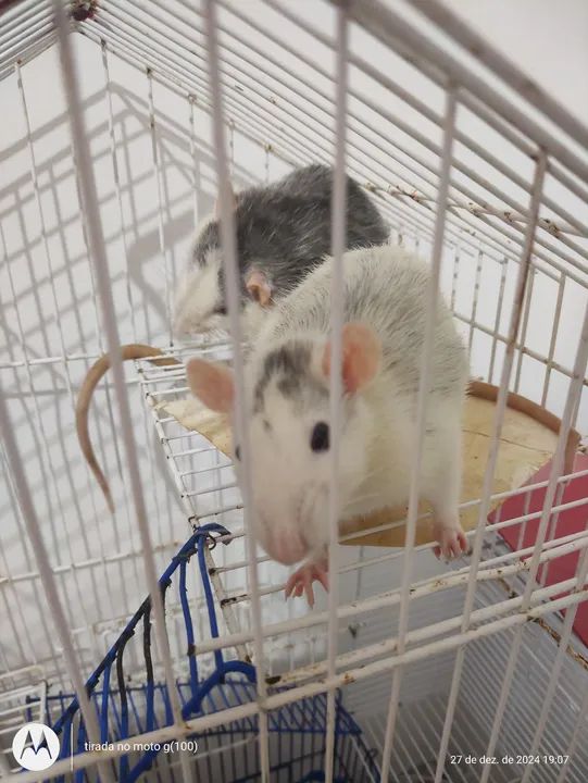Dois ratos towiter para adoção