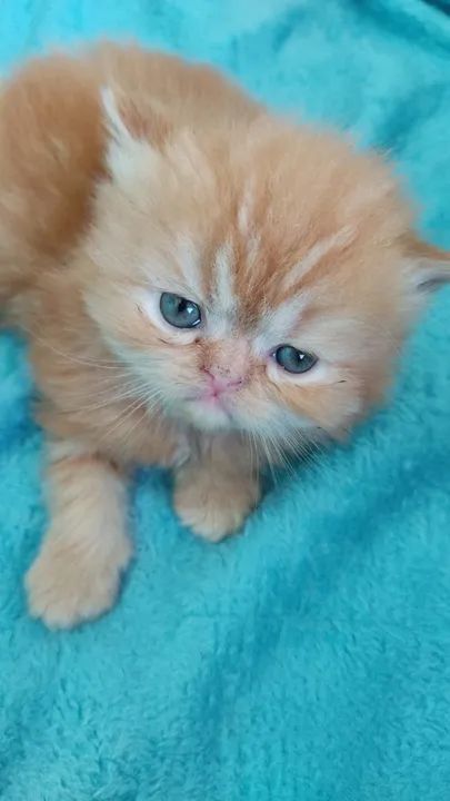 Persas a pronta entrega  - Foto 3