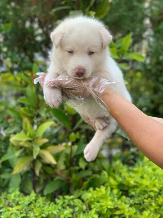 A cãopanhia perfeita pra sua familia  - husky siberiano  - Foto 2