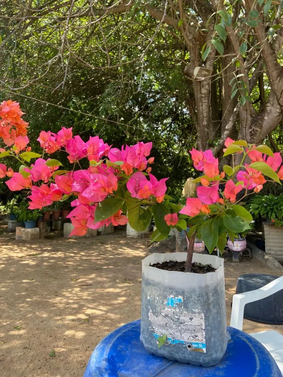 Plantas bougainvillea  - Foto 2