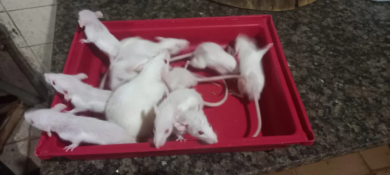 Ratinhos brancos 2 por70