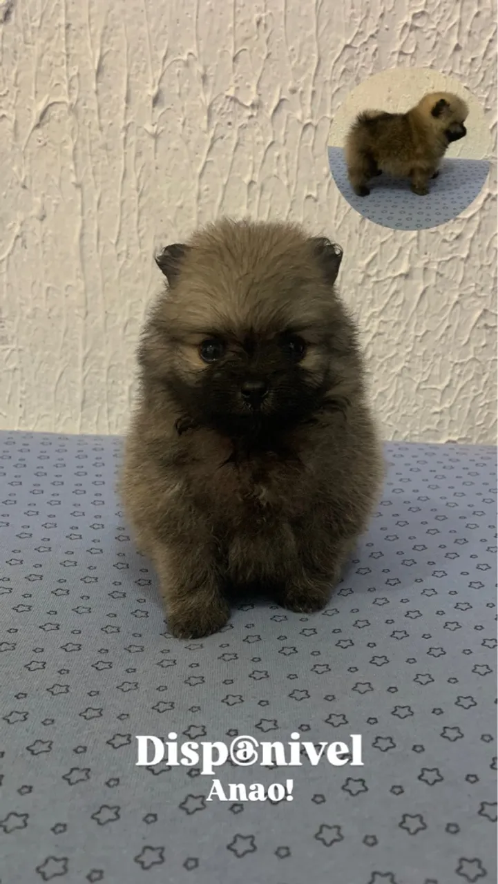 Filhote Spitz Alemão Anão Disponível