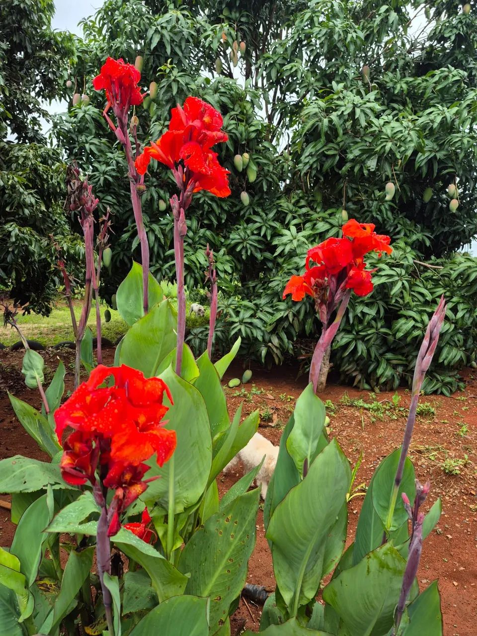 Excelente Chácara de 2.3 Hectares no Córrego do Atoleiro - Córrego nos Fundos - Foto 15