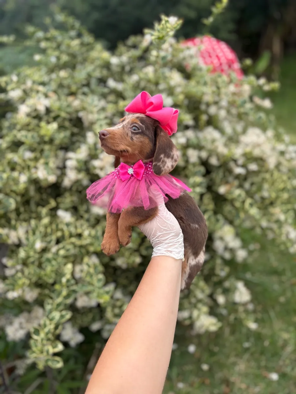 Filhote de Teckel fêmea e macho