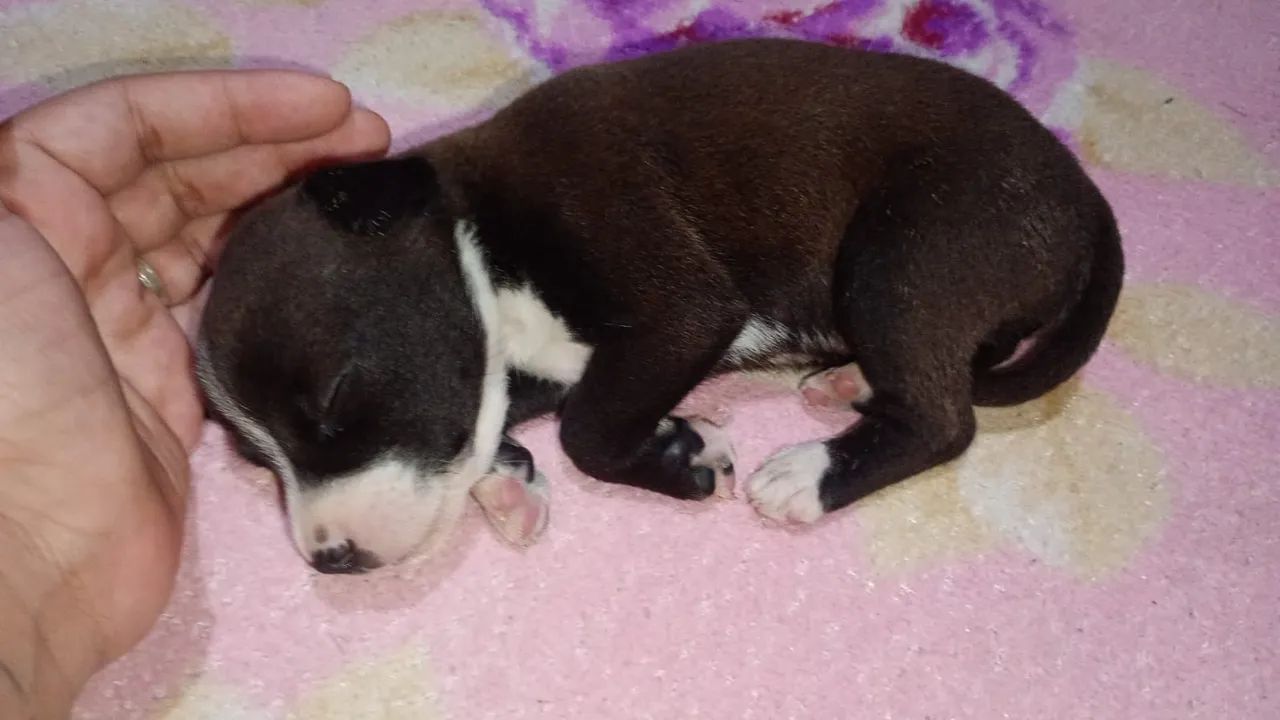 Filhote Pitbull Fêmea 