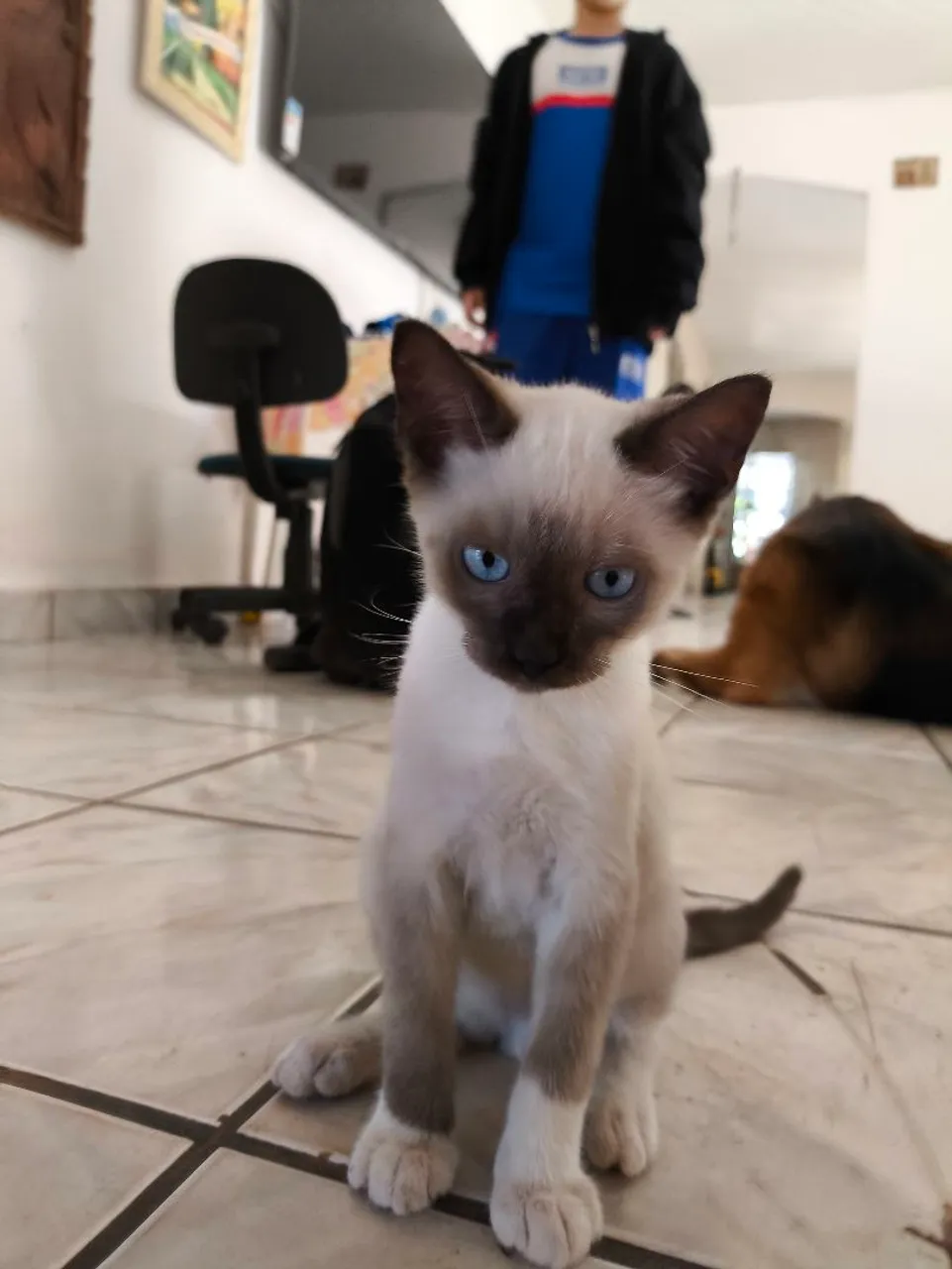 Filhote de gato para adoção