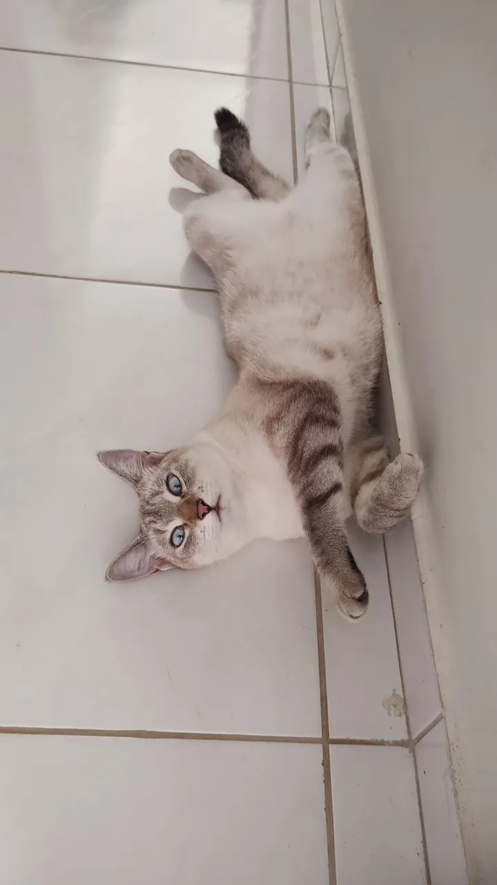 Doação gata fêmea castrada