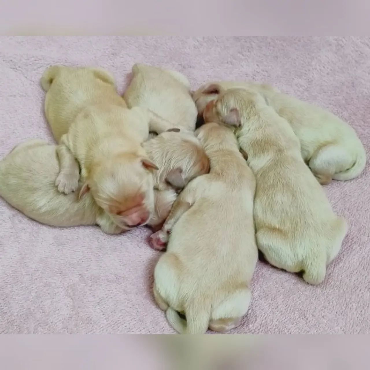 Golden Retriever  - Foto 2