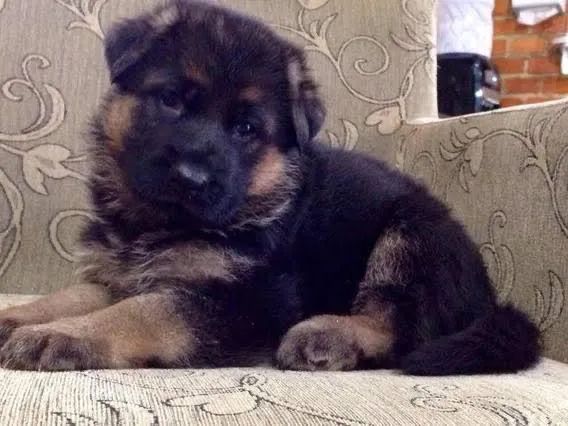    Disponível Pronta Entrega, Pastor Alemão Filhotinhos com Pedigree - Foto 4