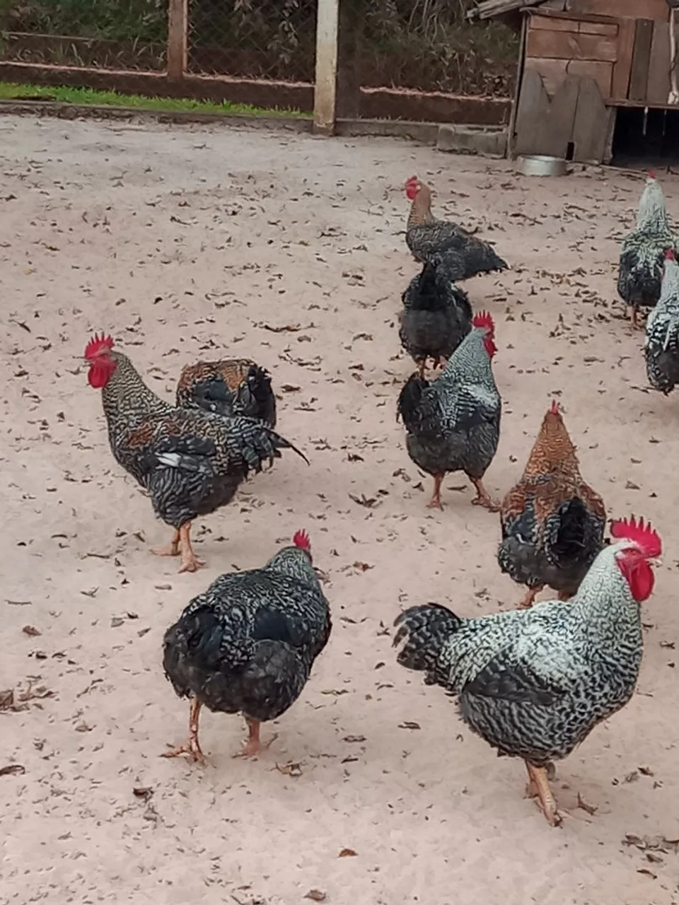Frangos machos e galinhas