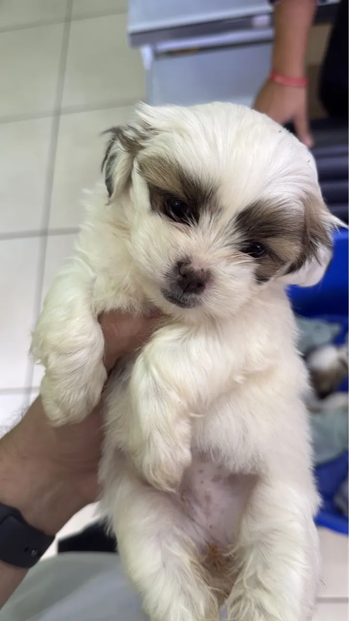 Shih tzu fêmea