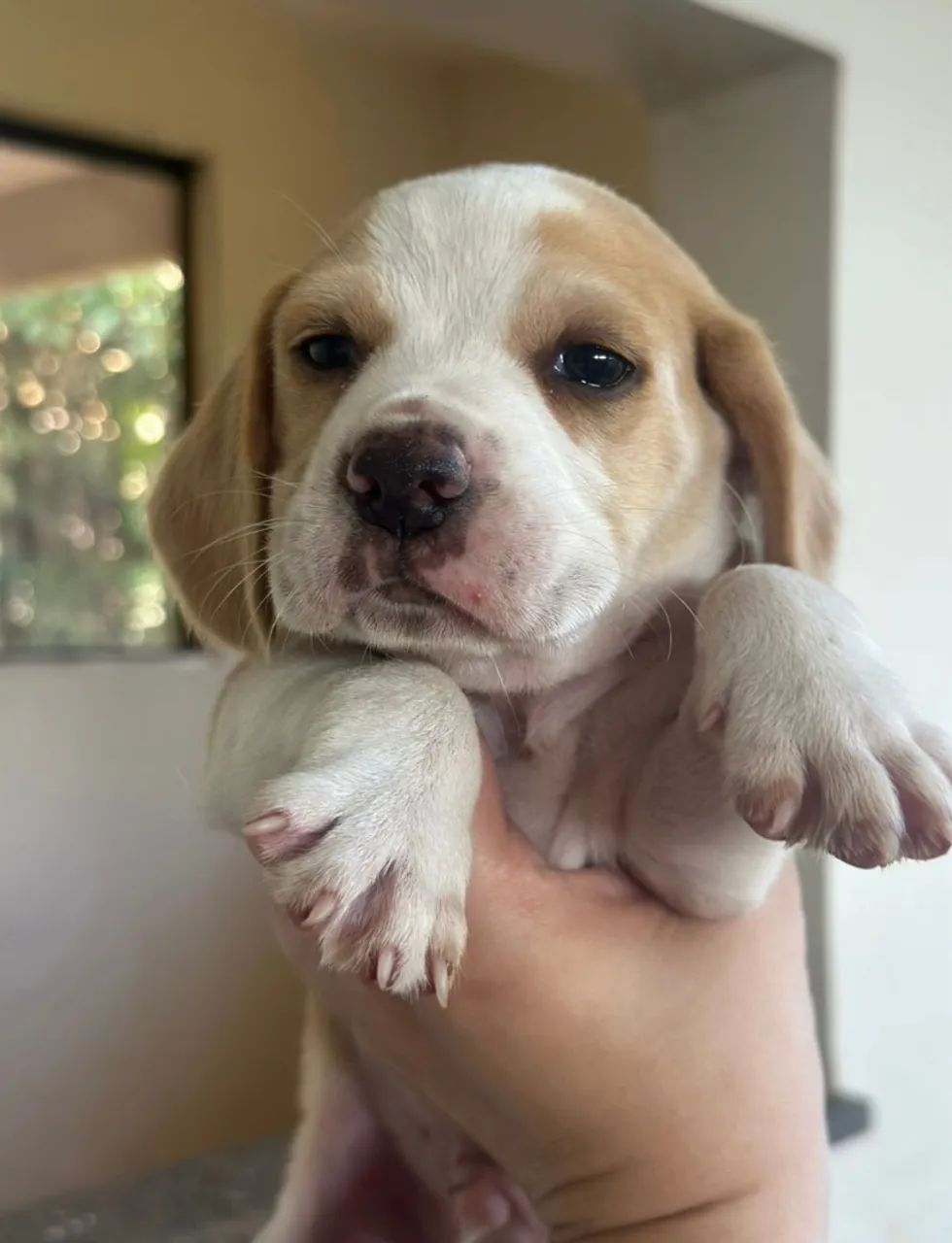  Beagle filhote 