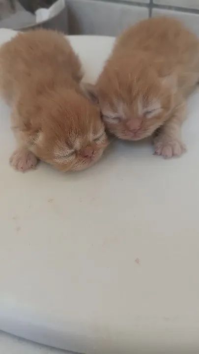 Dois Gatinhos Persas Lindos par3 femeias e 1 macho de persa.  1500 fêmea e 1200 maa Adoção