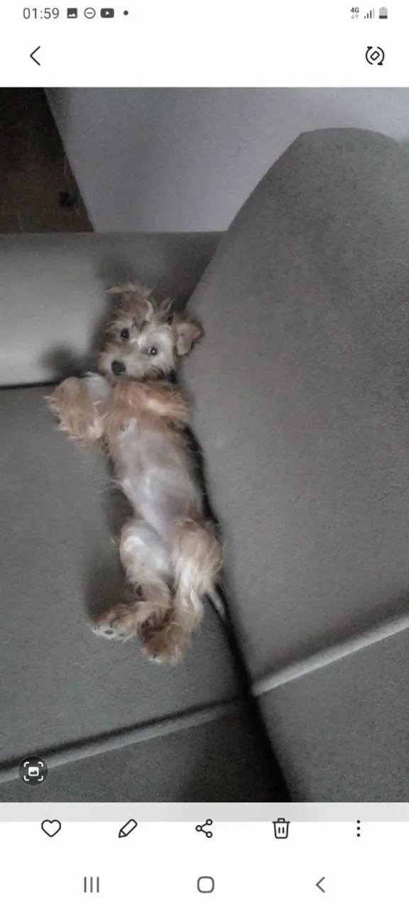 Filhote de Yorkshire Terrier