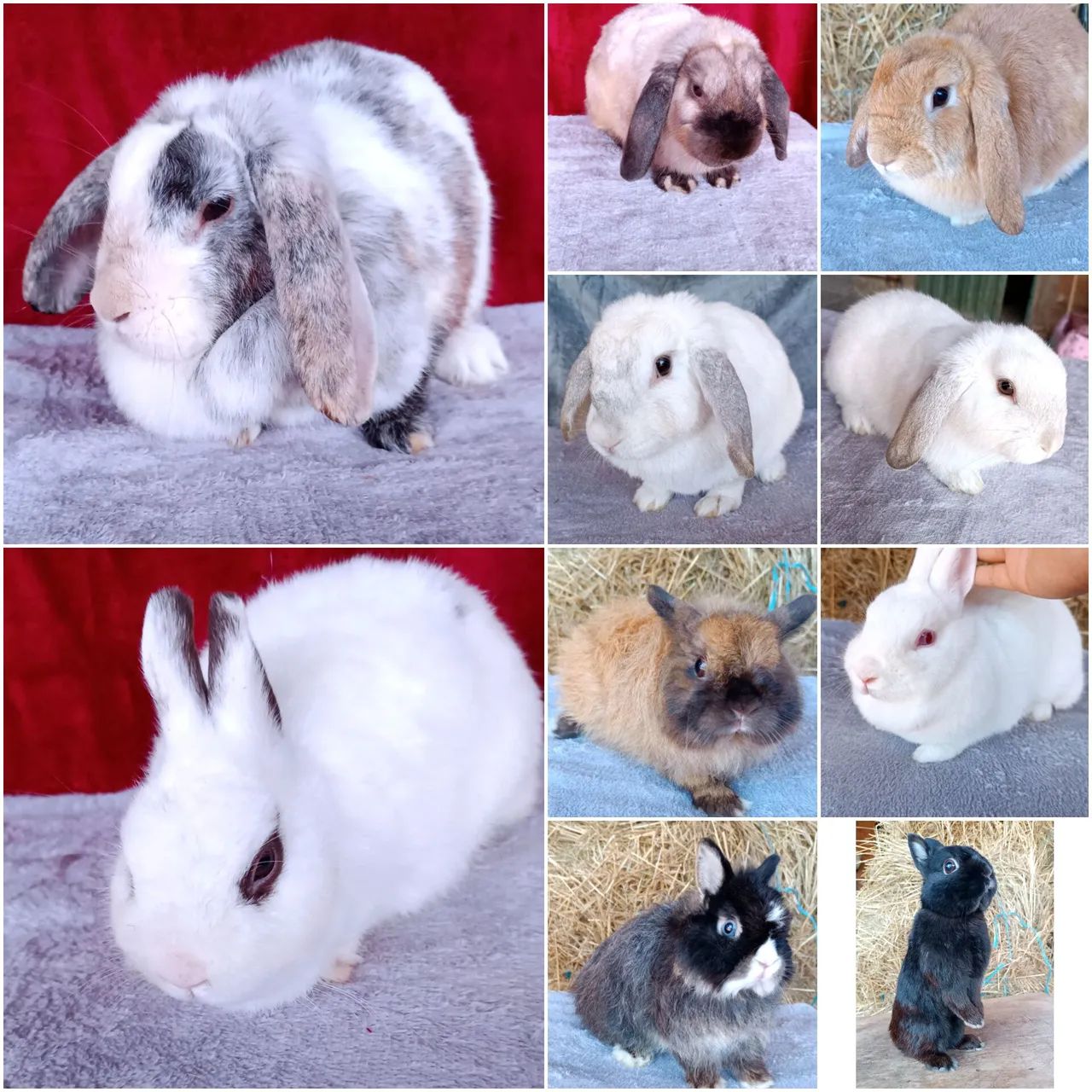 Filhotes e adultos de Netherland e Mini lop disponíveis  - Foto 4