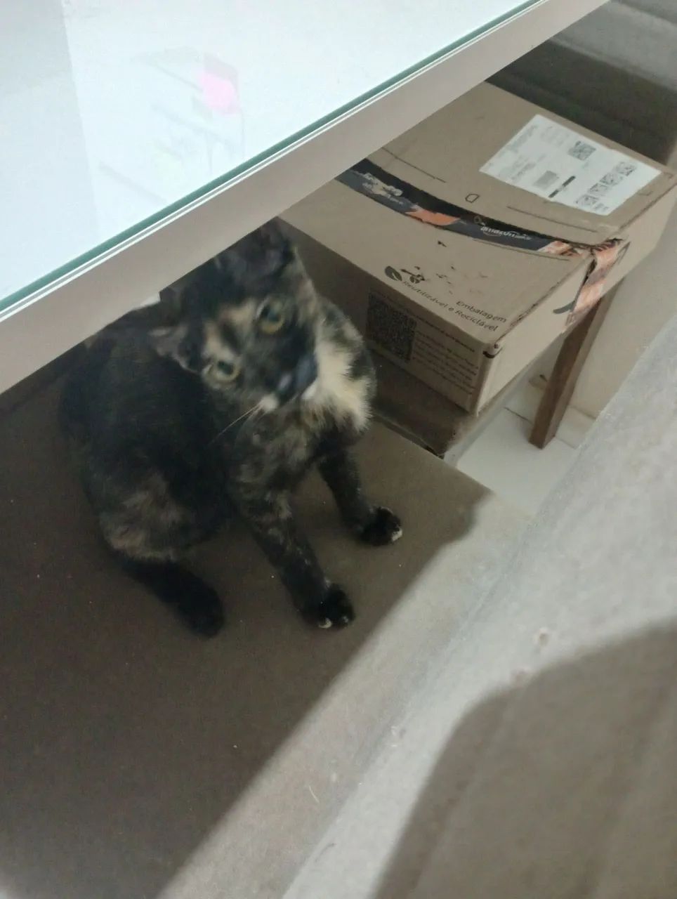 Gatinha fofa e dócil par adoção 