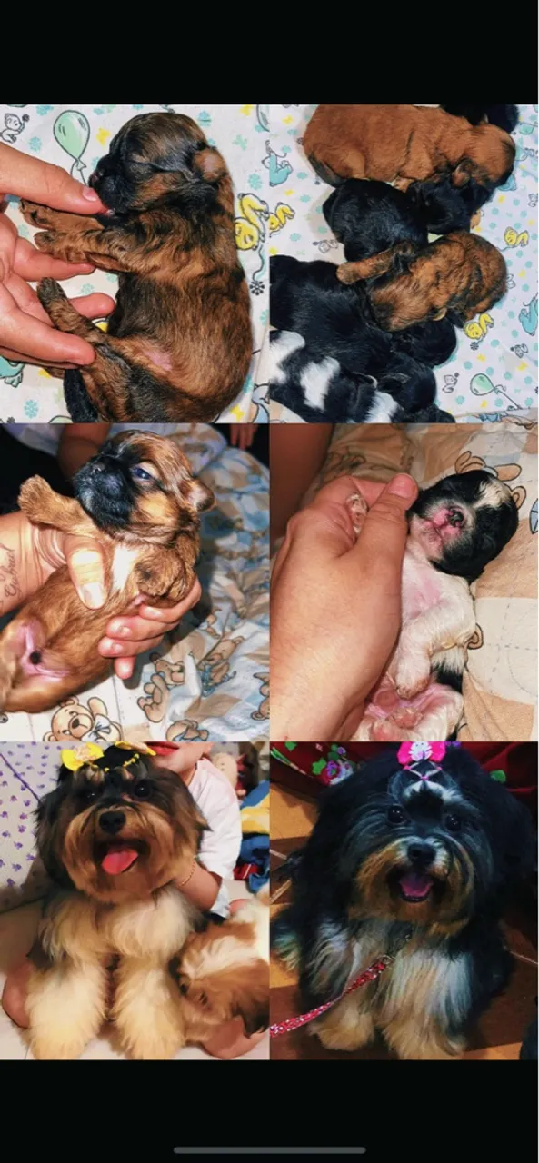 Filhotes de Shih Tzu disponíveis