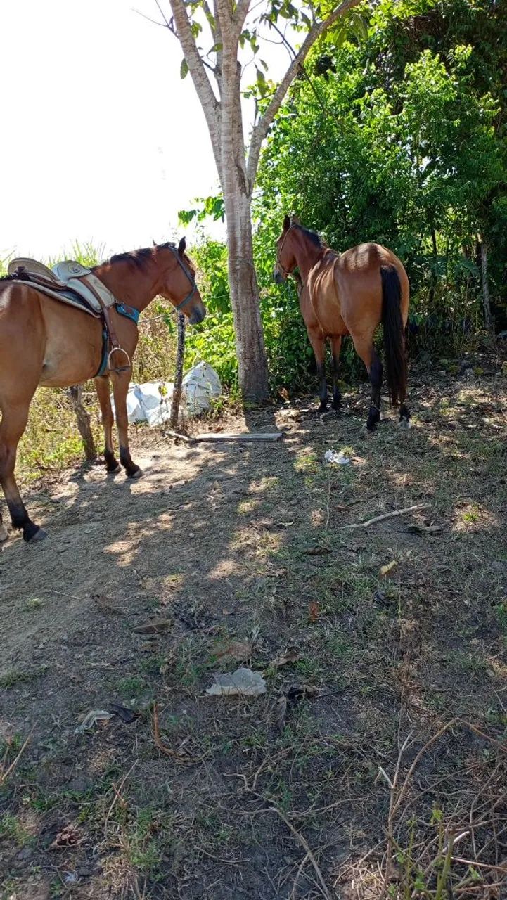 Cavalo maduro e calmo para o campo - Foto 2
