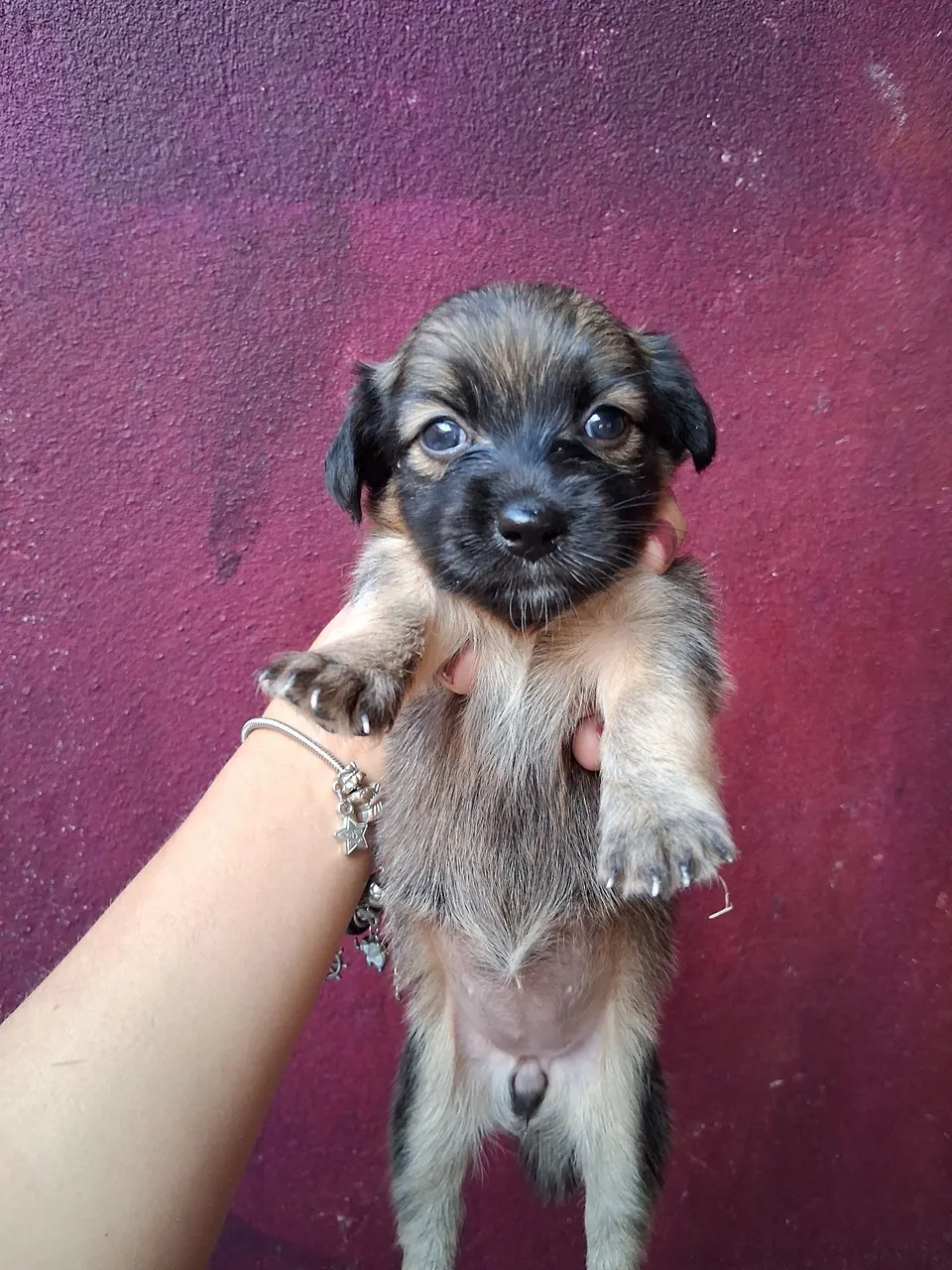 Filhote de cachorro adorável